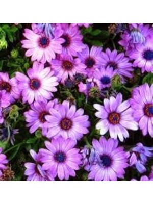 Tohumcumm 30 Adet Tohum Nadir Bulunan Bodrum Papatya Çiçek Tohumu Saksı Toprak Sürpriz Hediye Tohumludur