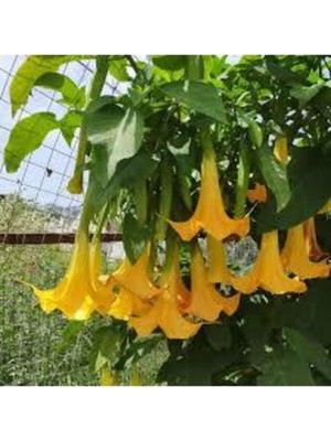 Tohumcumm 5 Adet Tohum Angel Trumpet Çiçeği Meleklerin Borozanı Çiçek Tohumu Sürpriz Hediye Bonzai Ağacı Tohum