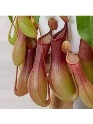 Tohumcumm 5 Adet Tohum Nepenthes Sinek Kapan Etobur Etçil Bitki Çiçeği Sürpriz Hediye Bonzai Ağacı Tohumu