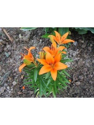 Tohumcumm 10 Adet Tohum Nadir Bulunan Portakal Zambağı Çiçeği Tohumu Sürpriz Hediye Tohumlu