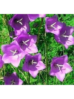 Tohumcumm 30 Adet Tohum Nadir Çan Kadehi Çiçeği Tohumu Çiçek Tohumu Saksı Toprak Sürpriz Hediye Tohumludur