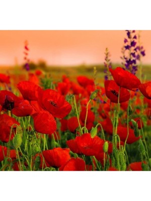 Tohumcumm 50 Adet Tohum Kırmızı Gelincik Çiçeği Tohumu Sürpriz Saksı Toprak Hediye Bonsai Ağacı Tohumlu