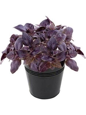 Tohumcumm 100 Adet Tohum Nadir Organik Mis Kokulu Mor Fesleğen Çiçeği Tohumu Hobi Balkon Saksı Topraklı