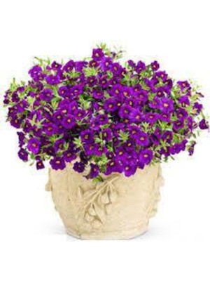 Tohumcumm 10 Adet Tohum 5 Farklı Alisso Çiçeği Tohumu Çiçek Tohumu Alisso Çiçeği Sürpriz Hediye Tohumludur