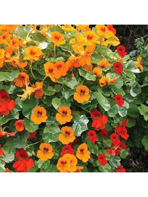 Tohumcumm 10 Adet Tohum Nadir Bulunan Laden Çiçeği Tohumu Laden Çiçek Tohumu Sürpriz Hediye Tohumlu