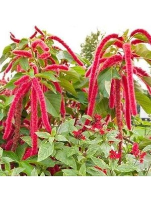 Tohumcumm 100 Adet Tohum Nadir Tilki Kuyruğu Çiçeği Tohumu Saksı Toprak Sürpriz Hediye Tohumludur