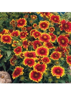 Tohumcumm 5 Adet Tohum Ayyıldız Çiçeği Tohumu Çiçek Tohumu Saksı Toprak Sürpriz Hediye Bonsai Ağacı Tohumludur