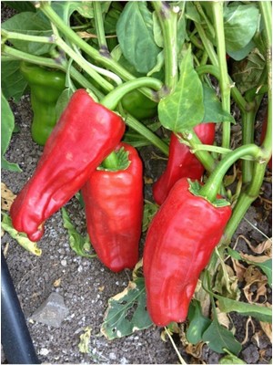 Tohumcumm 80 Adet Tohum Organik  Çok Acı Urfa Isot Biberi Tohumu Biber Tohumu Sürpriz Hediye Tohumludur