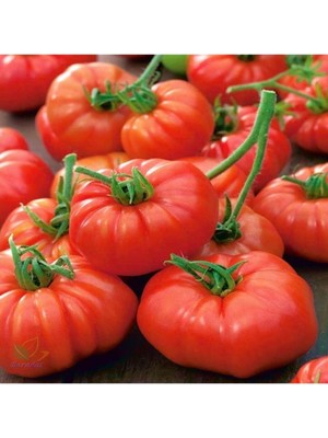 Tohumcumm 50 Adet Tohum Erkenci İri Marmande Domates Tohumu Domates Tohumu Sürpriz Hediye Tohumludur