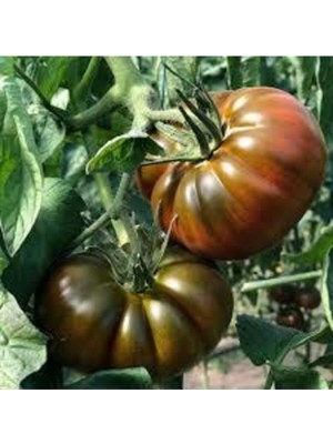 Tohumcumm 40 Adet Tohum  Köy Domatesi Tohumu Yerli Tabak Köy Domates Tohumu Sürpriz Hediye