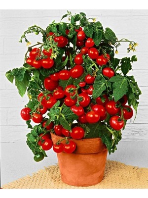 Tohumcumm 30 Adet Tohum Organik Köy Cherry Çeri Domates Tohumu Saksılık Sürpriz Hediye Tohumludur