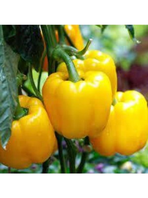 Tohumcumm 100 Adet Nadir Sarı Kaliforniya Californiya Kalifornia Biber Biberi Tohumu Sürpriz Hediye Tohumludur