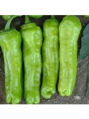 Tohumcumm 50 Adet Tohum Meşhur Mazamat Biberi Tohumu Üç Burun Biberi Tohumu Sürpriz Hediye Tohum