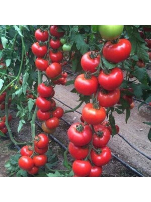 Tohumcumm 150 Adet Tohum Erkenci İri Domates Tohumu Sürpriz Hediye Tohum Büyük Domates Saksı Toprak Hediye