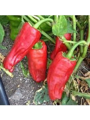 Tohumcumm 20 Adet Tohum Nadir Acı Fil Bayıltan Kırmızı Asya Biberi Tohumu Sürpriz Hediye Tohumlu