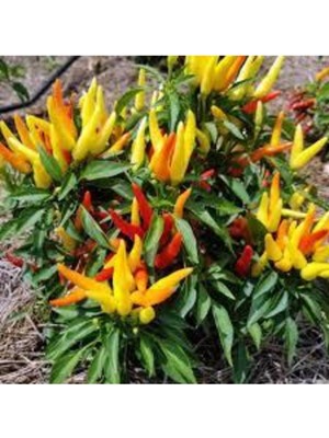 Tohumcumm 50 Adet Tohum Yediveren Acı Süs Biberi Tohumu Süper Kalite Turşuluk Yemeklik Sürpriz Hediye Tohum