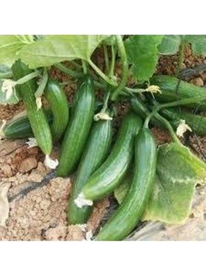 Tohumcumm 50 Adet Tohum Badem Salatalık Köy Salatalığı Tohumu Yerli Tohum Bol Verimli Sürpriz Hediye Tohum