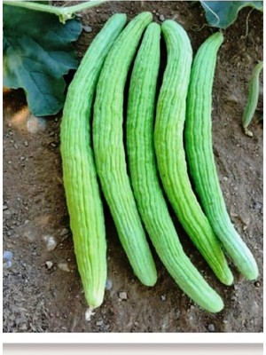 Tohumcumm 100 Adet Organik Acur Yeşil Tohumu Acur Salatalık Sürpriz Hediye Sebze Tohumlu