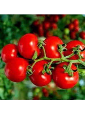 Tohumcumm 25 Adet Tohum Eko Paket Nadir İthal Pinpon Domates Tohumu Sürpriz Hediye Tohumludur