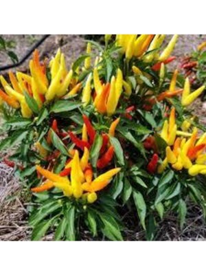 Tohumcumm 200 Adet Tohum Yediveren Acı Süs Biberi Tohumu Cin Biberi Tohumu Sürpriz Hediye Tohumludur