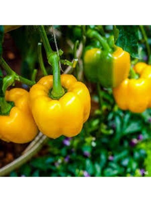 Tohumcumm 50 Adet Nadir Sarı Kaliforniya Biber Biberi Tohumu Sürpriz Hediye Tohumludur