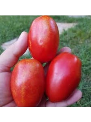 Tohumcumm 50 Adet Tohum Nadir Kırmızı Benekli Ampul Domates Tohum Saksı Topraklıdır