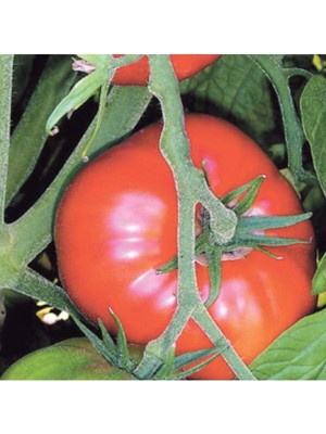 Tohumcumm 30 Adet Tohum Erkenci İri Marmande Domates Tohumu Domates Tohumu Sürpriz Hediye Tohumludur