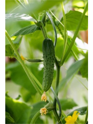 Tohumcumm 150 Adet Tohum Yeşil Kornişon Salatalık Tohumu Kıtır Kornişon Salatalığı Turşuluk Sürpriz Hediye