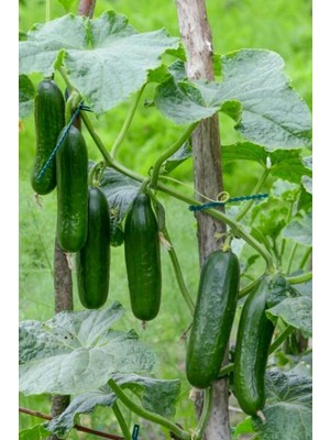 Tohumcumm 200 Adet Tohum Nadir Erkenci Bol Verim Sırık Salatalık Tohumu Sürpriz Hediye Tohumludur