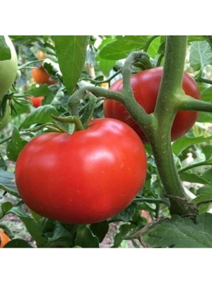 Tohumcumm 50 Adet Tohum Erkenci İri Domates Tohumu Sürpriz Hediye Tohum Büyük Domates Saksı Toprak Hediye