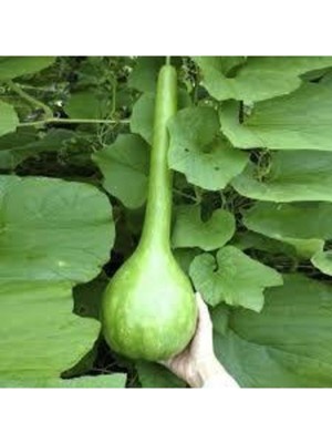Tohumcumm 15 Adet Tohum Su Kabağı Tohumu Nadir Su Kabağı Kabak Tohumu Sürpriz Hediye Sebze Tohumludur