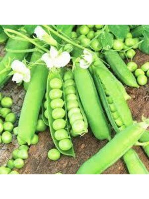 Tohumcumm 200 Adet Tohum Organik  Geleneksel Bezelye Tohumu Sürpriz Hediye Sebze Tohumlu