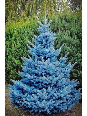 Tohumcumm 15 Adet Tohum Nadir Mavi Ladin Ağacı Tohumu Mavi Ladin Sürpriz Hediye Tohumla Gönderilir