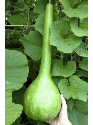 Tohumcumm 25 Adet Tohum Organik Bahçe Yeni Hasat Köy Kabağı Lif Kuru Kabak Tohumu Sürpriz Hediye Tohumlu