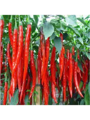 Tohumcumm 200 Adet Tohum Eko Paket Şili Biberi Tohumu Çok Acı Chili Biberi Tohumu Sürpriz Hediye Sebze Tohumu