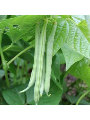 Tohumcumm 100 Adet Tohum Ayşe Kadın Fasulye Alman Kılçıksız Fasulye Tohumu Sürpriz Hediye Tohumludur