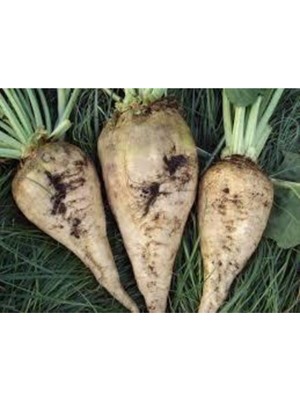 Tohumcumm 100 Adet Tohum Şeker Pancarı Tohumu Beyaz Şeker Pancarı Tohumu Sürpriz Hediye Tohumla Gönderilir