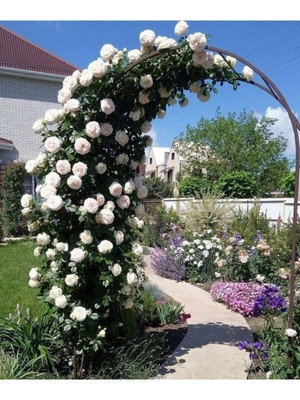 Tohumcumm 20 Adet Tohum Nadir Beyaz Sarmaşık Gül Tohumu Bahçe Gülü Organik Kaliteli Organik Bahçe Saksı Toprak