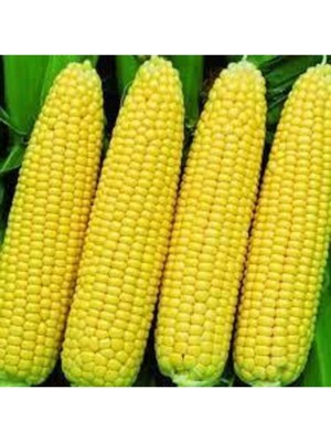 Tohumcumm 300 Adet Tohum Yeni Sezon Közlemelik Haşlamalık Süt Mısır Tohumu Darı Tohumu Sürpriz Hediye Tohum