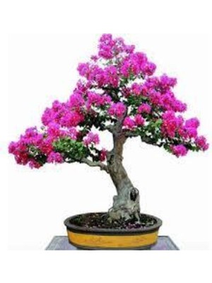 Tohumcumm 10 Adet Tohum Bodur Pembe Erguvan Bonzai Ağac Ekim Seti Saksı Toprak Süpriz Hediye Bonsai Tohumu
