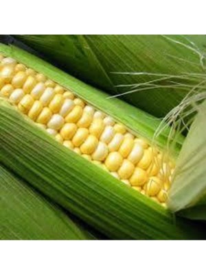 Tohumcumm 50 Adet Tohum Eko Paket Süt Mısırsüt Mısır Tohumu Darı Tohumu Mısır Tohumu Sürpriz Hediye Tohumlu