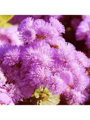 Tohumcumm 50 Adet Tohum Nadir Pembe Renk Vapur Dumanı Çiçeği Tohumu Sürpriz Hediye Saksı Toprak