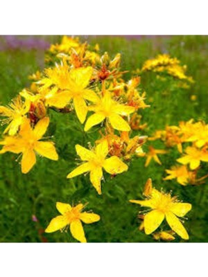 Tohumcumm 70 Adet Tohum Sarı Kantaron Tohumu Kantaron Tohumu Saksı Toprak Sürpriz Hediye Tohumludur