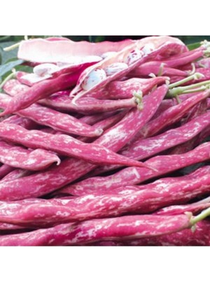 Tohumcumm 400 Adet Tohum Sırık Barbunya Tohumu Barbunya Fasülye Tohumu Sürpriz Hediye Tohumlu