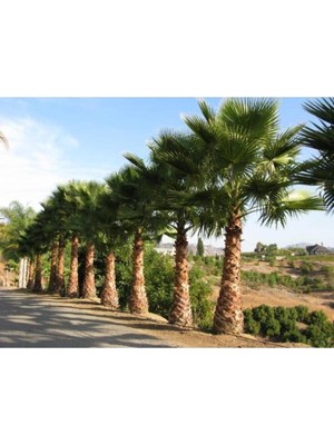 Tohumcumm 10 Adet Tohum Amerikan Rabusta Uzun Palmiye Ağaç Tohumu Sürpriz Hediye Tohumu Saksı Toprak