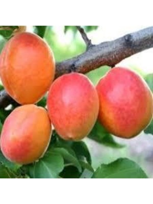 Tohumcumm 3 Adet Tohum Şekerpare Kayısı Bodur Bonsai Ağaç Tohumu Sürpriz Hediye Tohum