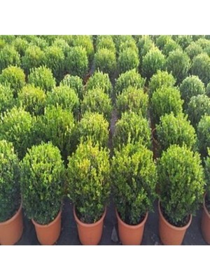 Tohumcumm 5 Ade Tohum Nadir Şimşir Süs Ağaç Tohumu Şimşir Ağacı Tohumu Saksı Toprak Hediyemizdir