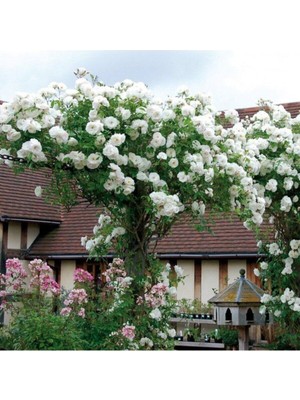 Tohumcumm 5 Adet Tohum Nadir Beyaz Sarmaşık Gül Tohumu Bahçe Gülü Organik Kaliteli Saksı Toprak Sürpriz Hediye