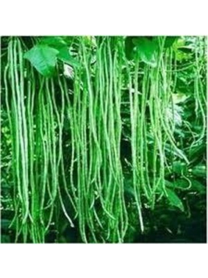 Tohumcumm 30 Adet Tohum Uzun Yeşil Çin Fasulyesi Tohumu Sürpriz Hediye Tohum Yeni Mahsül