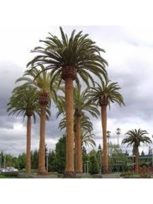 Tohumcumm 3 Adet Tohum Nadir Dev Palmiye Ağacı Tohumu En Yüksek Palmiye Tühumu Sürpriz Hediye Tohumu